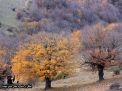 گزارش تصویری از فصل پاییز در جنگل ابر شاهرود